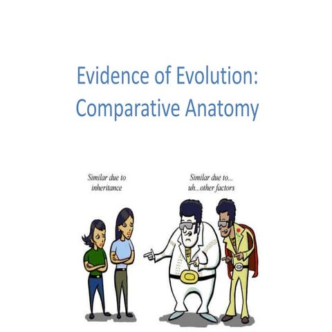 02 evidence of evolution   comparative anatomy