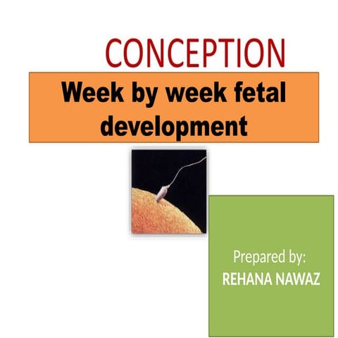 02 LECTURE CONCEPTION AND PREGNANCY 2022 (1).pptx
