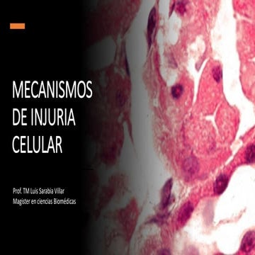 02+Mecanismos+de+Injuria celular fisiopatologia | PDF