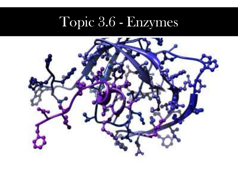03.6 biochemistry enzymes