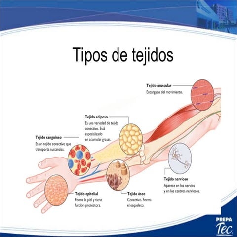 Tejidos animales 01 | PPTX