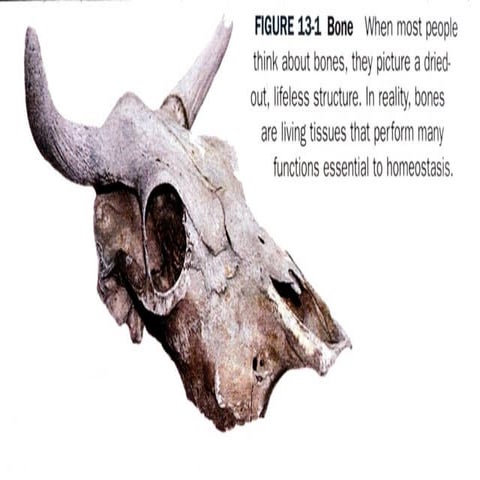 03 Cartilage And Bone Connective Tissue