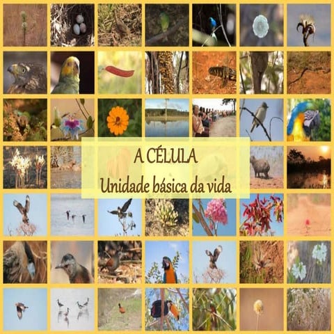 A célula