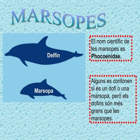 03 marsopa
