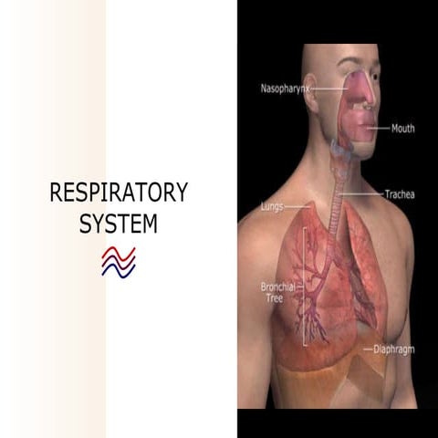 03   respiratory system2