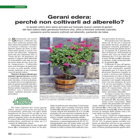 Gerani edera: perché non coltivarli ad alberello?