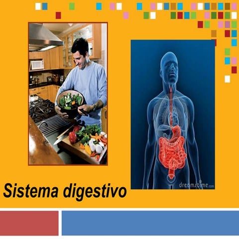 Sistema digestivo