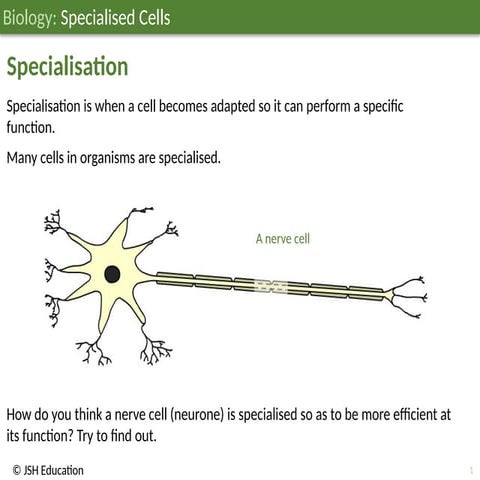 JSH03B008 Specialisd Cells; Biology Education ages 11-14 | PPTX