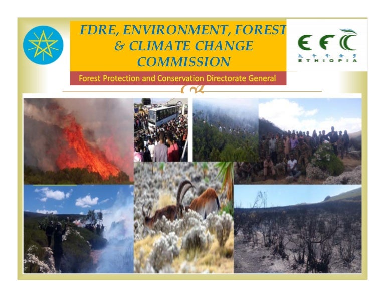 thumbnail of  Forest fire management in Ethiopia, experiences and challenges
