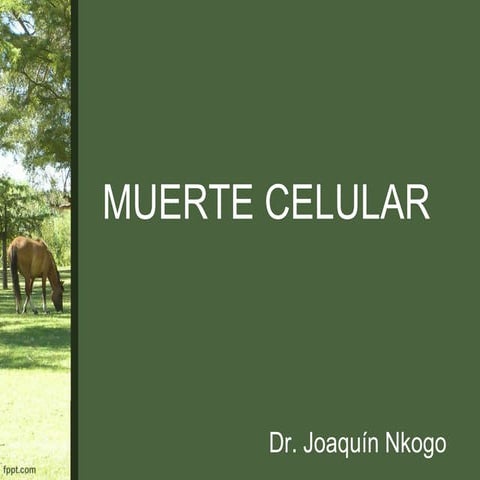MUERTE CELULAR Y LOS FACTORES QUE INFLUYEN