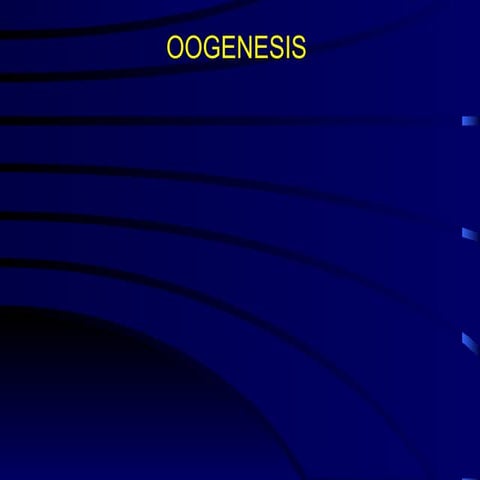 oogenesis