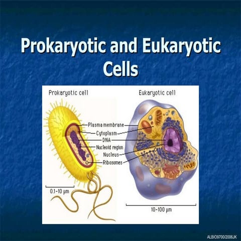 03 Prokaryotic and eukaryotic cells