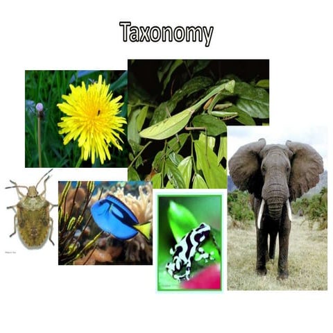 03 taxonomy