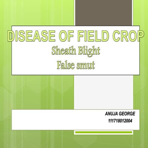 SHEATH BLIGHT,FALSE SMUT