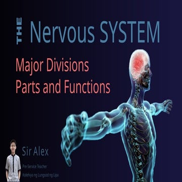04.02 Major Divisions and Parts of the Nervous System.pptx