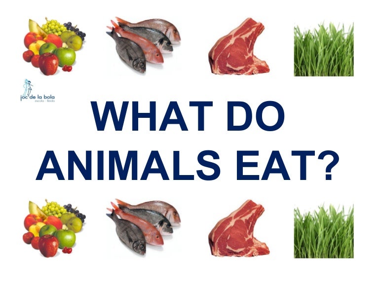 WHAT DO ANIMALS EAT?