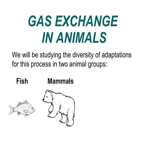 04   respiration in animals