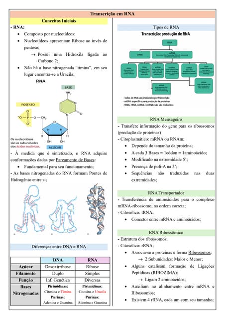 Processamento do pré-mRNA | DOCX