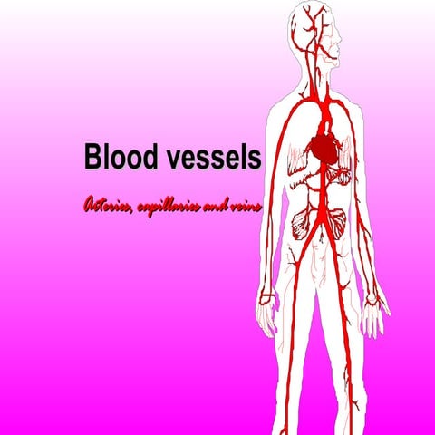 04bloodvessels