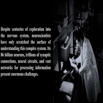 Brain stem / Brain stem / Brain stem.pdf