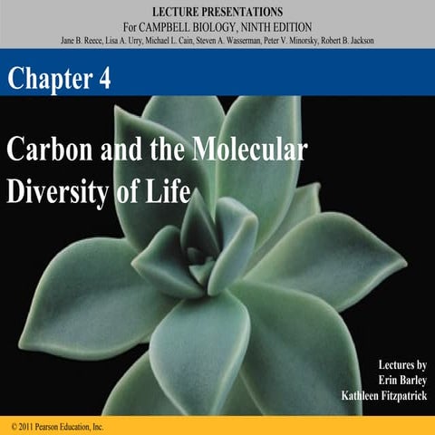 Ch 4: Carbon and Diversity
