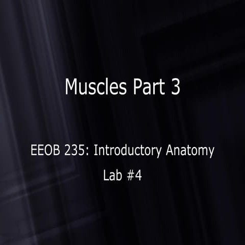 Muscular anatomy | PPT