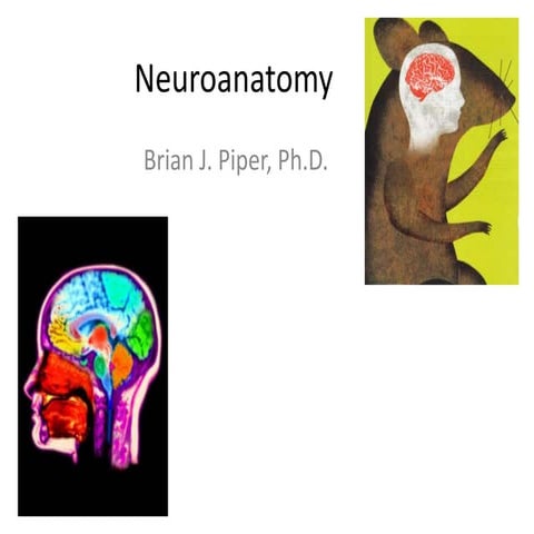 Introductory Psychology: Brain