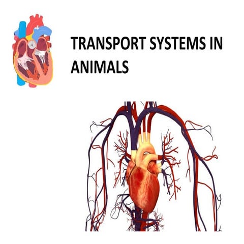 Transport systems in animals