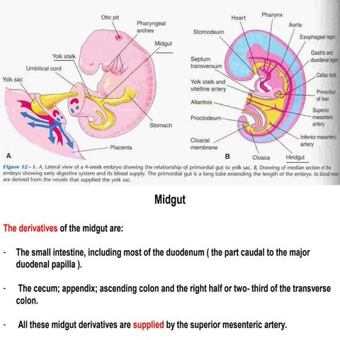 Development of foregut | PPTX