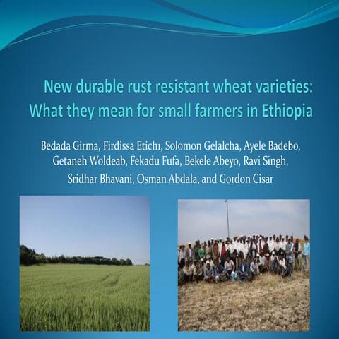 New durable rust resistant wheat varieties: What they mean for small farmers ...