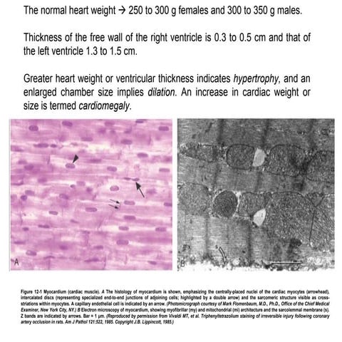 05 Cat. Cardiovascular I