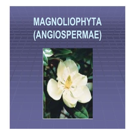 05 divisi-magnoliophyta-01