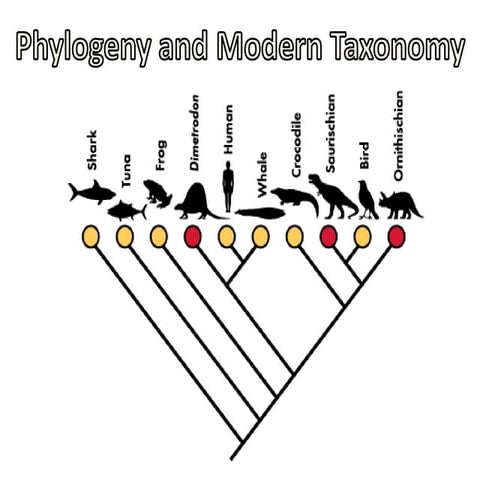 05   phylogeny modern taxonomy