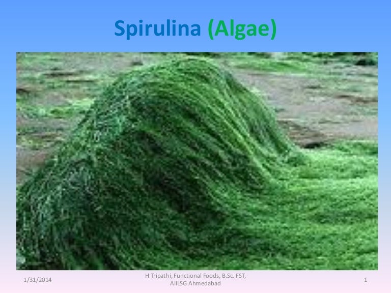 Spirulina (Algae) Part 6
