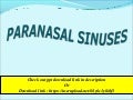 Paranasal Sinuses - an overview