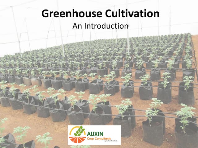 Auxin Crop Consultants - Greenhouse...