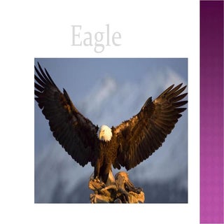 eagle