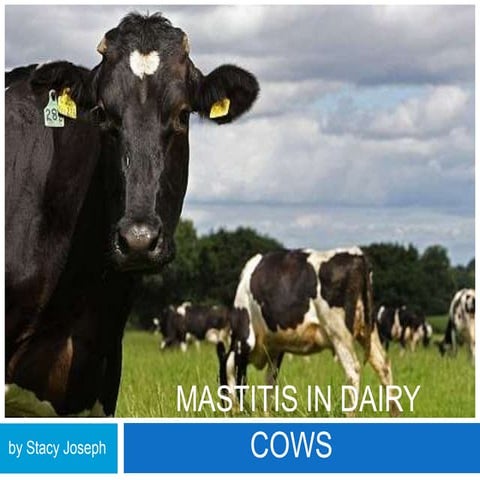 Bovine Mastitis
