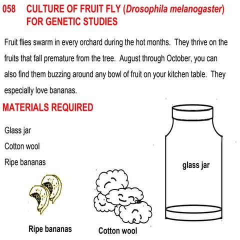 058 culture of fruit fly for genetic studies | PPT