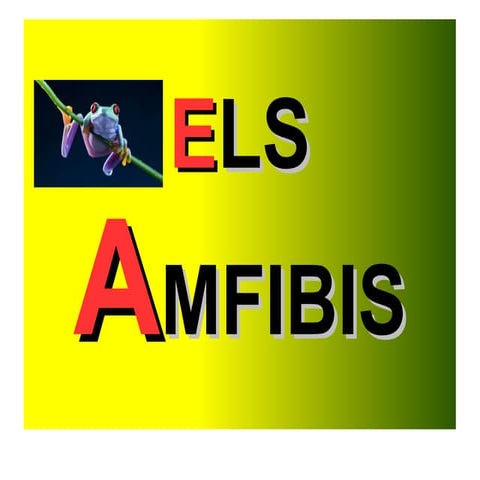 Els Amfibis