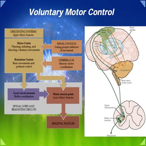 05b motor system upper motor neuron