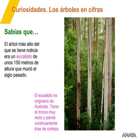 05 curiosidad arbols