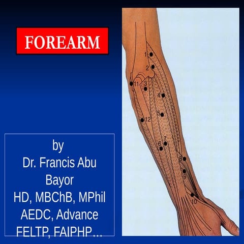 Anatomy of the forearm (Muscles, nerves, Veins and arteries)
