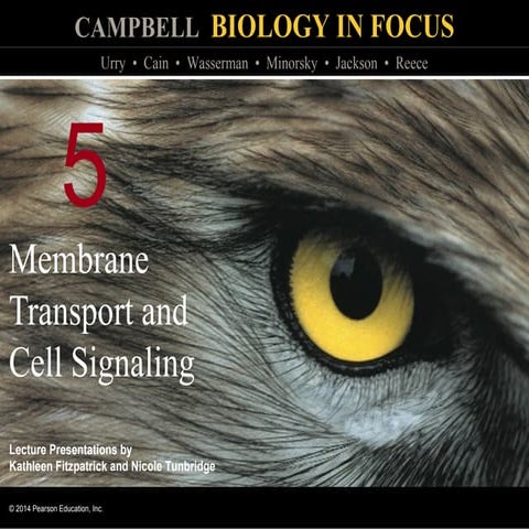 Biology in Focus Chapter 5