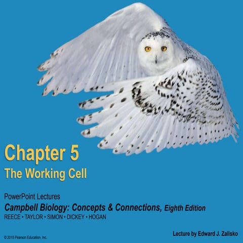 Chapter 5 Cell Transport 