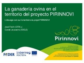 05 pirinnovi ganaderia ovina en la zona pirinnovi