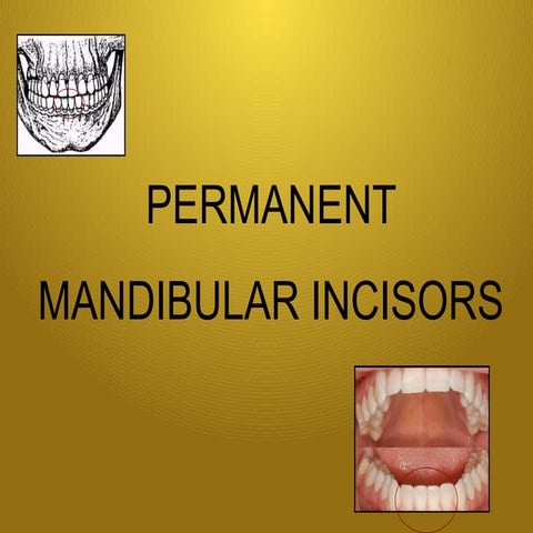 Permanent Mandibular Central Incisor | PPTX