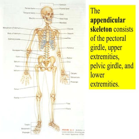 06 Appendicular Skeleton   Pectoral Girdle And Upper Limbs