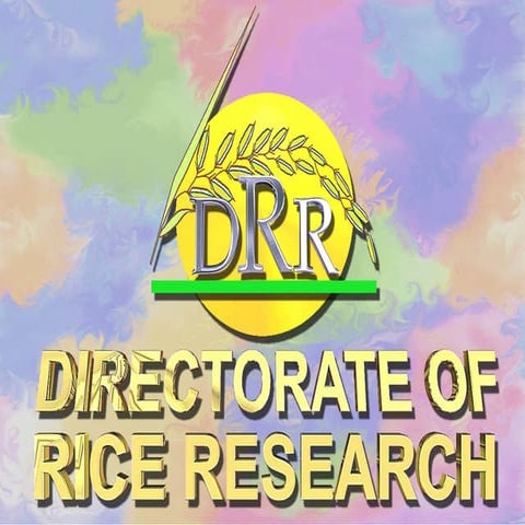 0604 Directorate of Rice Research's Experience of SRI Method of Rice Cultivation
