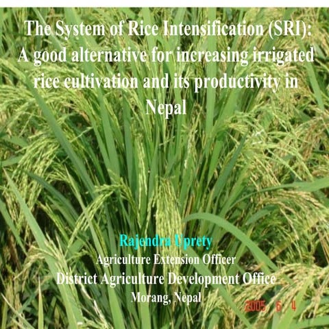 0612 The System of Rice Intensification (SRI): A Good Alternative for Increas...